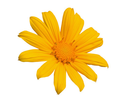 万寿菊(Tithonia difolia)