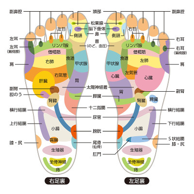 足底按摩穴位的反射区、按摩标志和彩色穴位