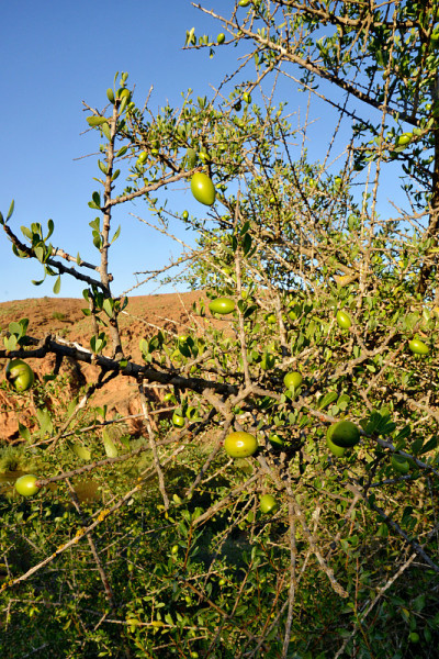 argan