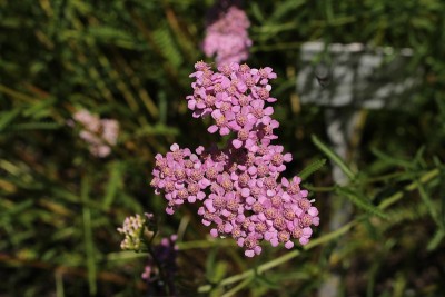 “蕨叶蓍”花-金凤花