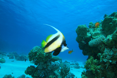 红海Bannerfish