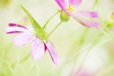 蚱蜢
