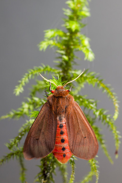 红虎(Phragmatobia fuliginosa)