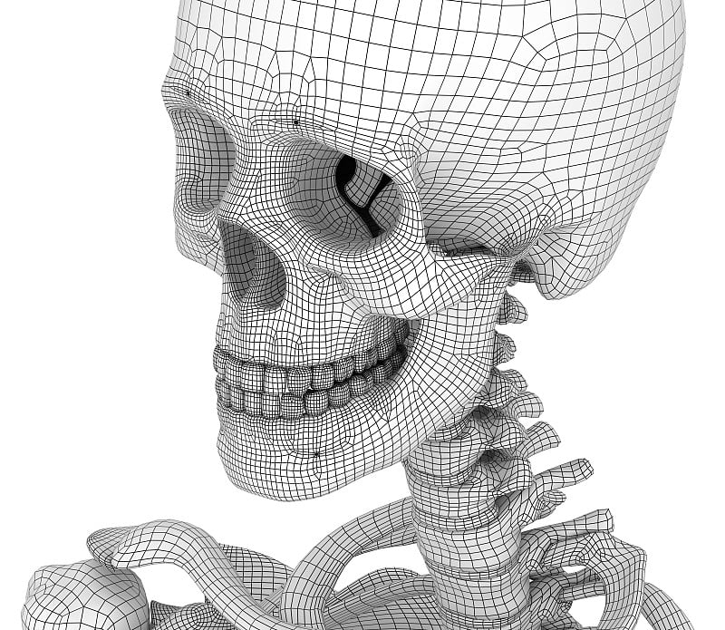 人类头骨，孤立。医学上准确的3d插图。