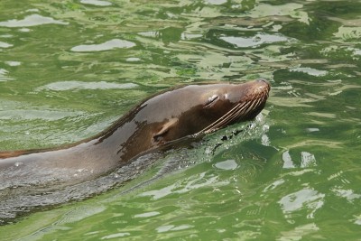 海狮在水里