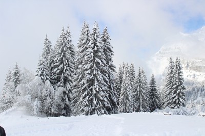 冷杉树下盖了一层雪