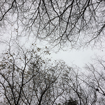 分支