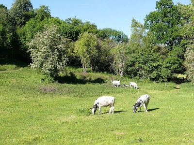 家畜保护放牧在戴尔，Chorleywood住宅地产