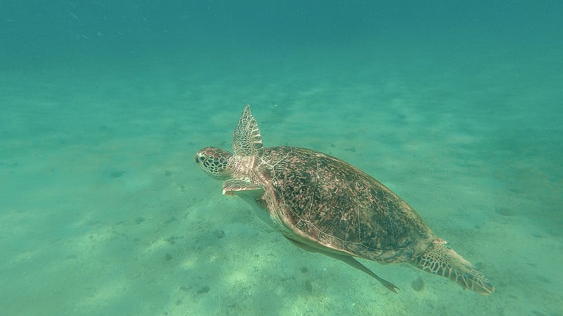 海龟在海里游泳。红海。终于阿拉姆