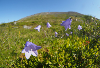 贝尔花山