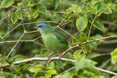 大西洋森林中的蓝斑dacnis (cayana)