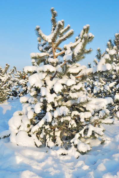 一棵覆盖着雪的非常漂亮的小松树