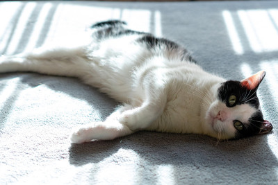 一只黑白相间的小猫躺在主人的床上晒太阳