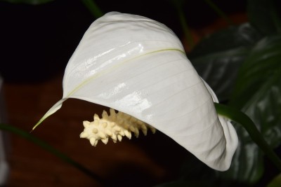 花伞
