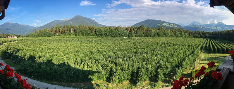 意大利南蒂罗尔山脉前的苹果园