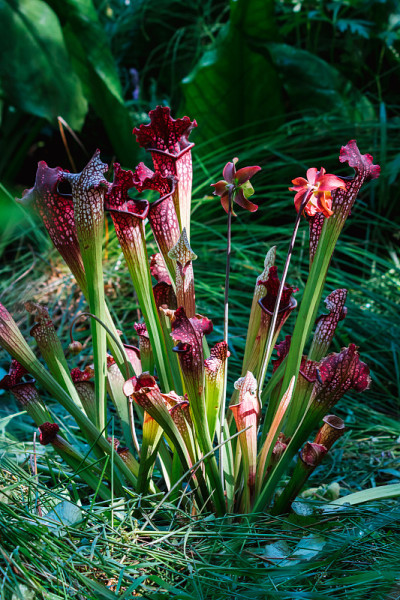花背景与食肉植物Sarracenia。垂直的。
