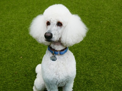 后院的标准贵宾犬