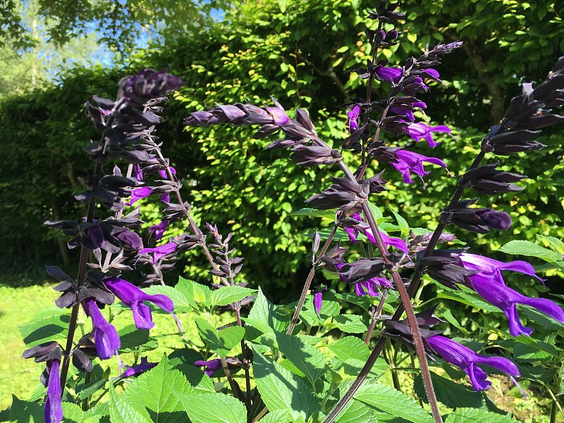 花和植物的细节在圣加仑的费尔德里公墓，圣加仑-瑞士