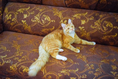 巨型缅因猫。梅因库猫，家养纯种猫