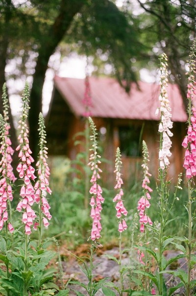 毛地黄的乡村小屋