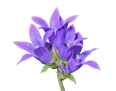 蓝花（Campanula cephalotes）