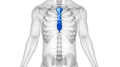 人体骨骼、胸骨解剖学的医学概念