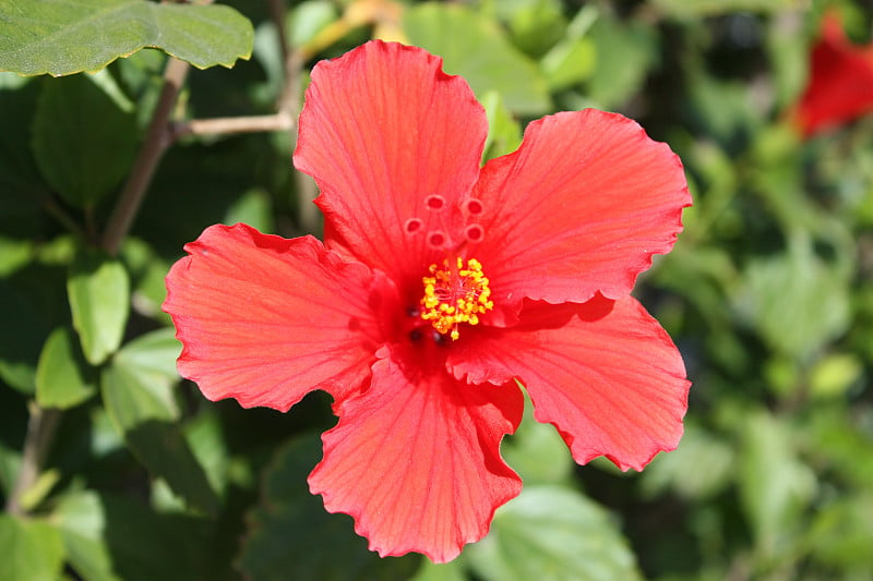 美国加州海岸的芙蓉花