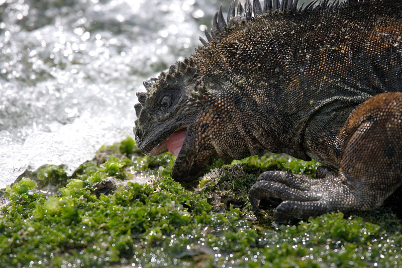 The marine iguana eating seaweed.