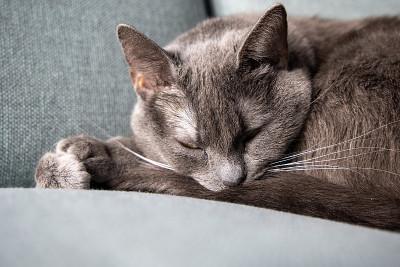 懒惰的俄罗斯蓝猫躺在沙发上休息。