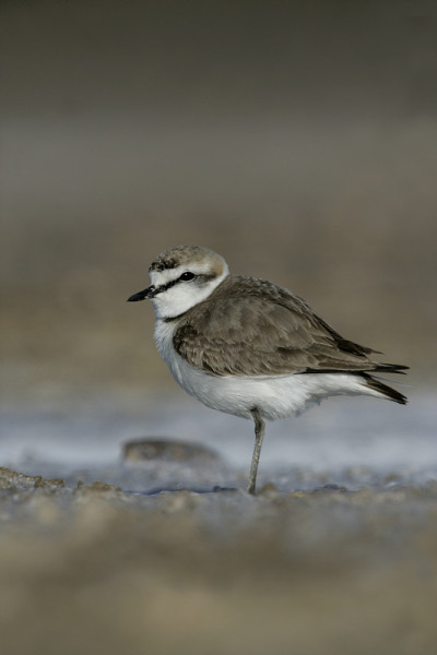 肯特鸻，Charadrius alexandrinus