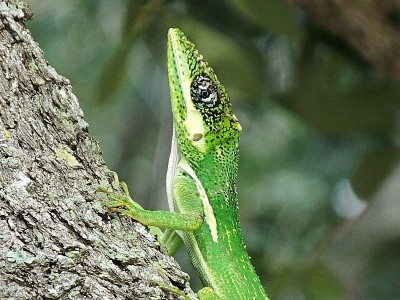 古巴马猴(Anolis equestris)正在爬树