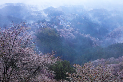 吉野山樱花在夜晚盛开。