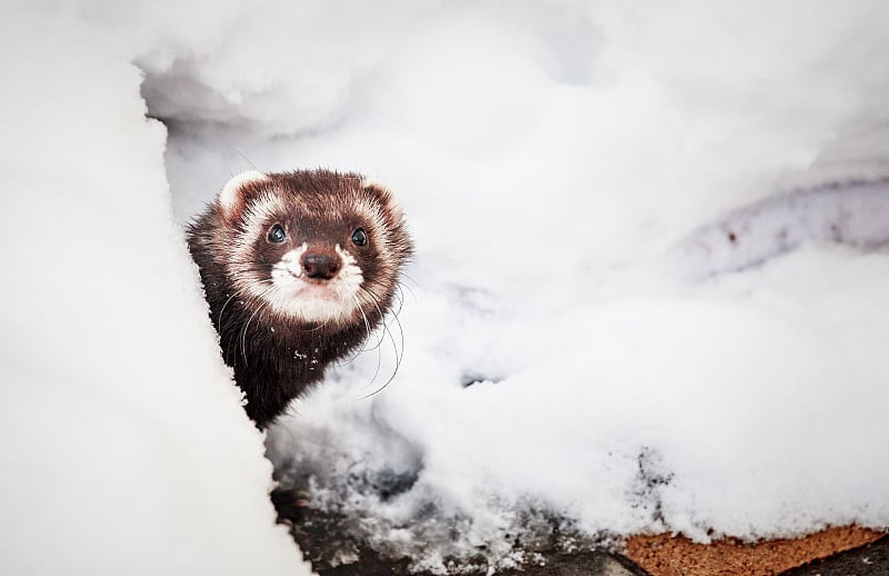 Mustela putorius furo，在雪地里行走