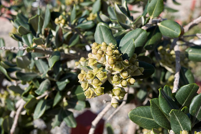 Metrosideros excelsa