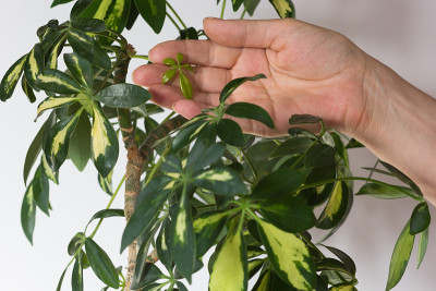 Woman hand showing newborn umbrella leaf of Scheff