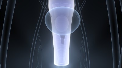 女性生殖系统解剖学