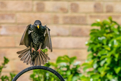 椋鸟(寻常Sturnus vulgaris)以城市野生动物的食饵进入陆地