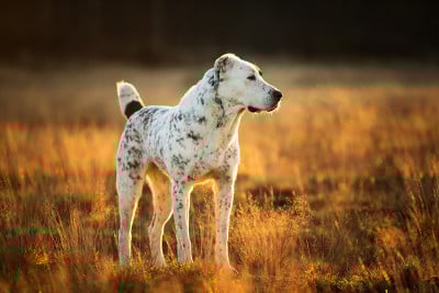 户外中亚牧羊犬肖像