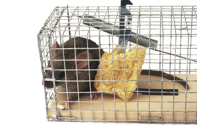 勺子或捕鼠器