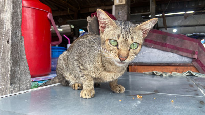 一只流浪猫坐着休息