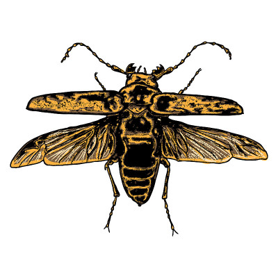 Insect stipple drawing isolated in color for Hallo
