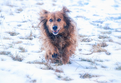 长毛腊肠犬在雪地里奔跑
