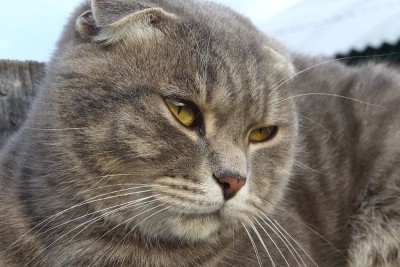 虎斑苏格兰折猫肖像