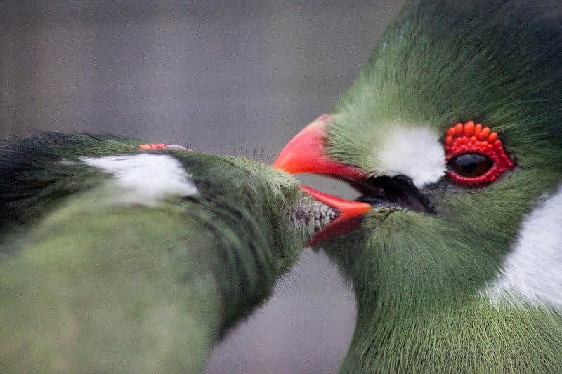 白颊Turaco