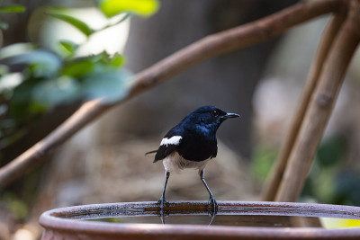 Oriental Magpie Robin