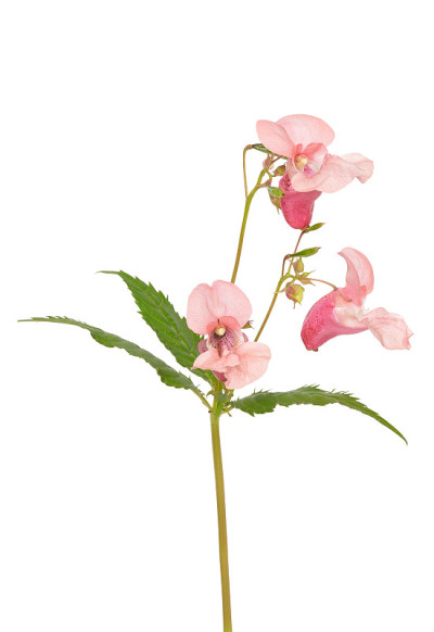 凤仙花glandulifera花