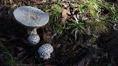 野生白色阳伞蘑菇在澳大利亚森林