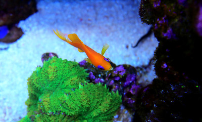 真素鱼- (Pseudanthias squamipinnis)