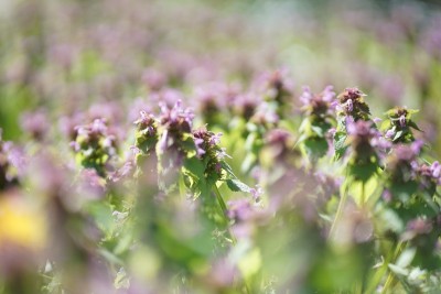 4月一束读死荨麻、紫天竺葵