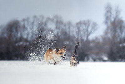 柯基狗跑着追上了白雪中的一只灰虎斑猫